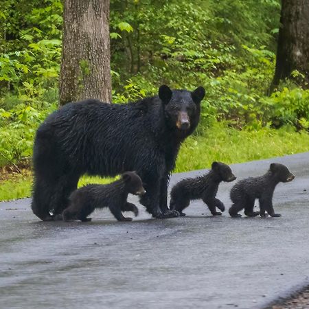 Smoky Bear Lodge With Guest House, Hot Tub, 1089 Free Tickets Each Paid Day, Dollywood And More Sevierville Extérieur photo