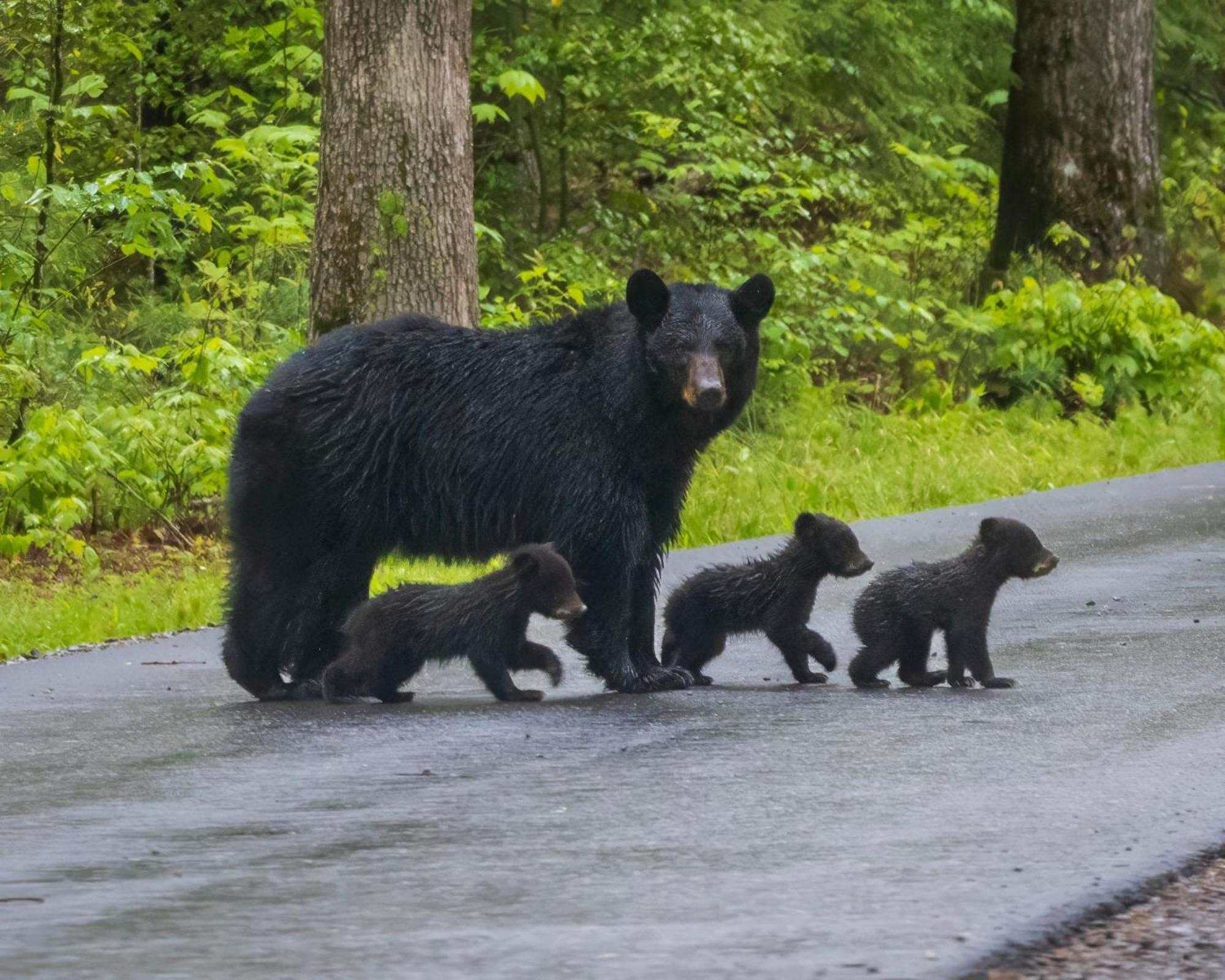 Smoky Bear Lodge With Guest House, Hot Tub, 1089 Free Tickets Each Paid Day, Dollywood And More Sevierville Extérieur photo